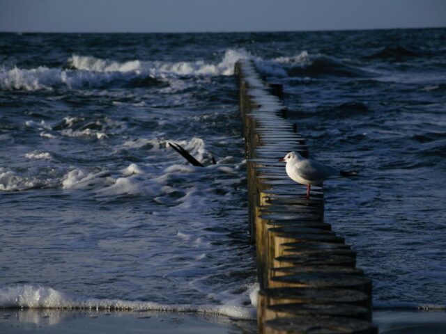 WARSZTATY ORNITOLOGICZNE 2020