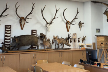 Uczniowie Technikum Leśnego w Białowieży zadbali o Poteelkę!