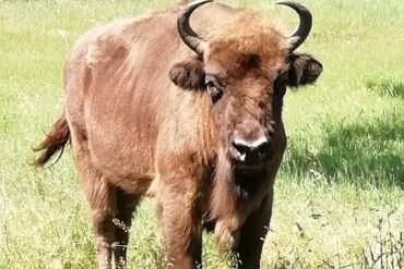 Odkrywamy tajemnice żubra. Lekcja o symbolu polskiej przyrody