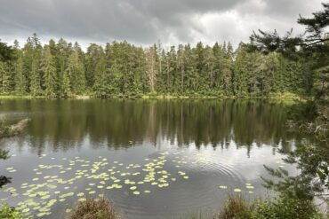 Warsztaty edukacyjne „Tajemnice lasu”