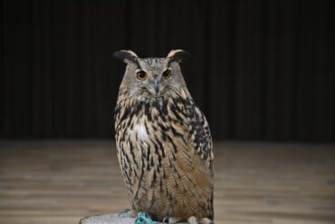 Ogłoszenie o zamówieniu publicznym