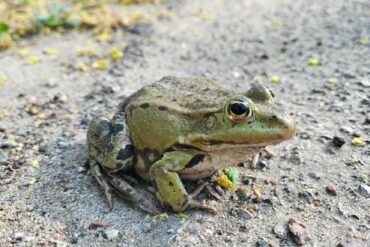 Edukacja leśna w technikum: Sekrety rodowodów żubrów